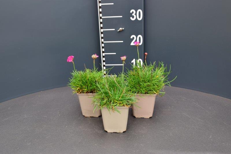 Armeria mar. 'Splendens'