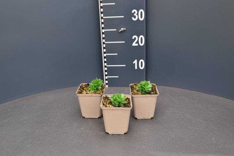 Aubrieta 'Hamburger Stadtpark'