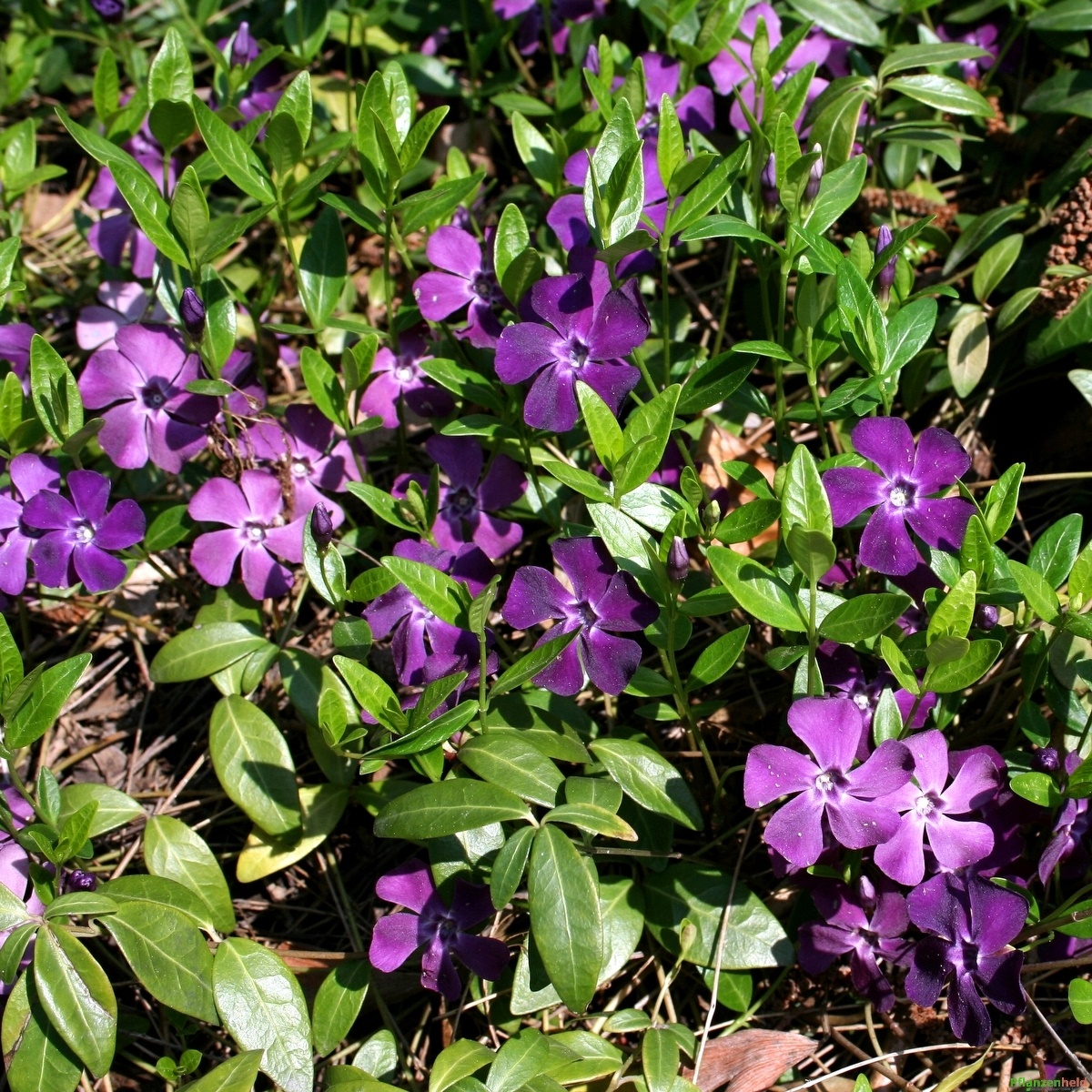 Vinca minor rotblühendes Immergrün Atropurpurea