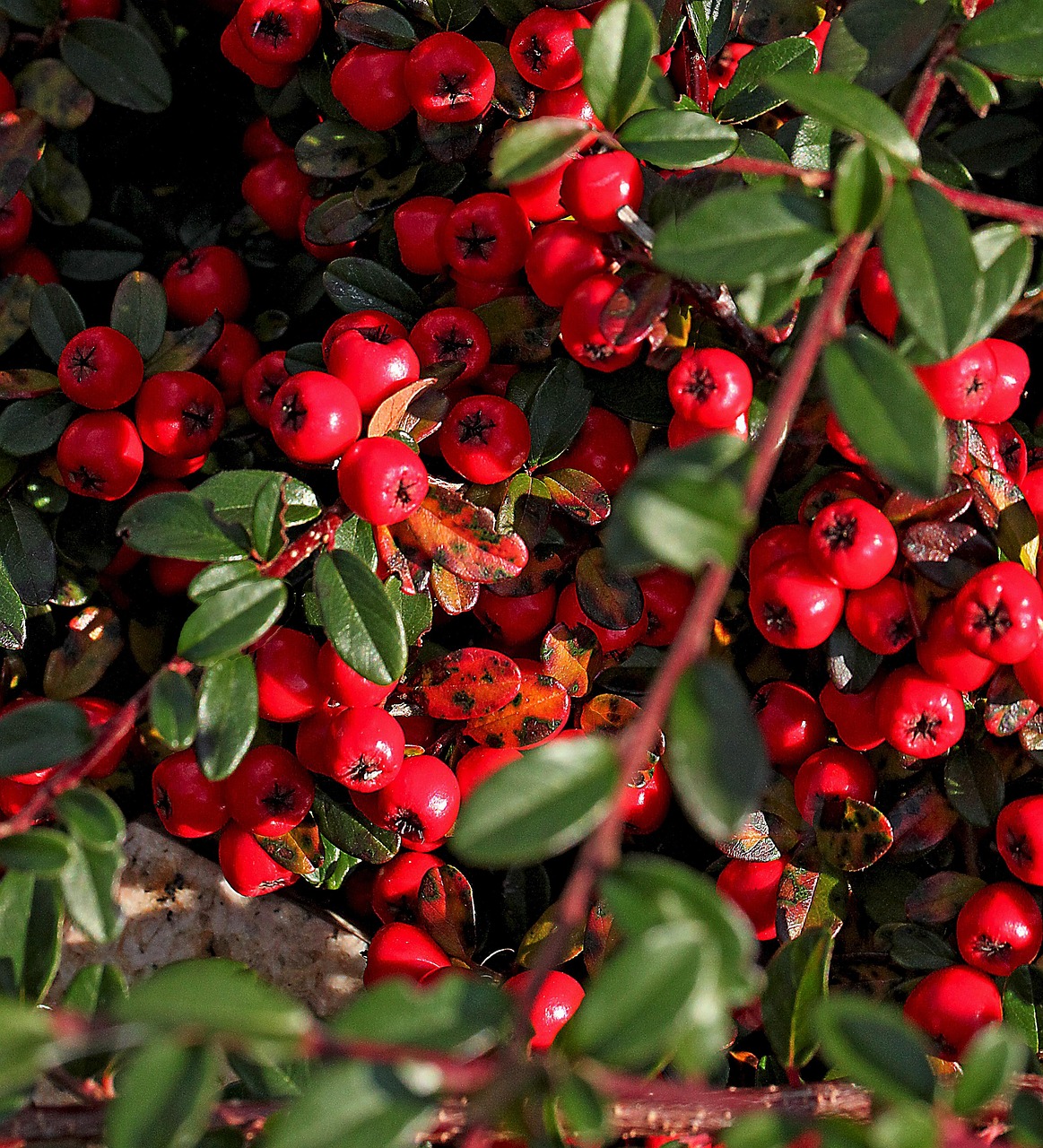cotoneaster-3750562_1280
