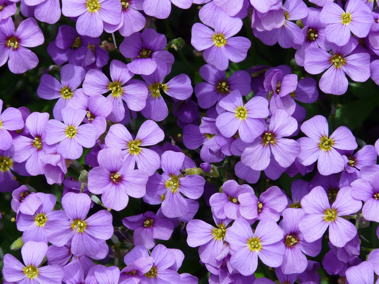 Aubrieta 'Hamburger Stadtpark'