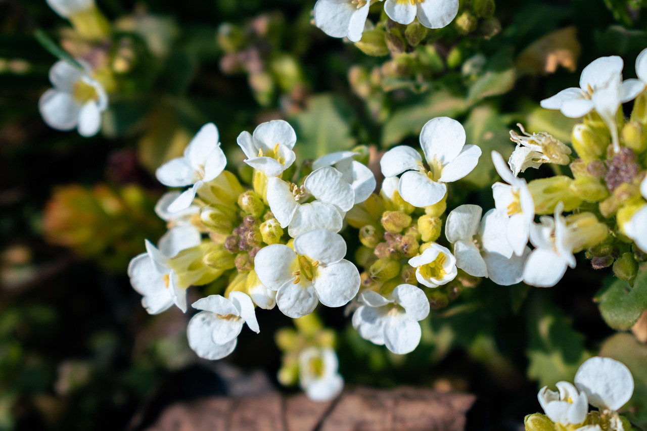 Arabis Cauc. Aubris White