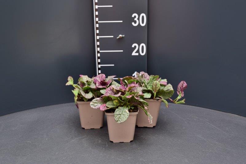 Ajuga reptans 'Burgundy Glow'